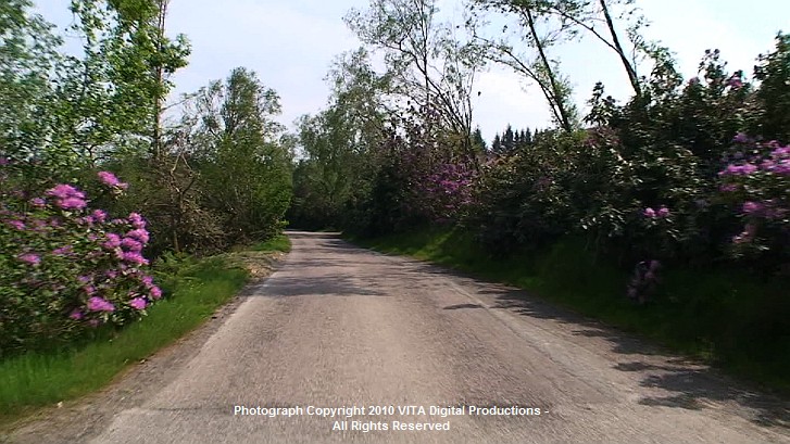 Rhododendron are in bloom and the ferns and grasses are lush.